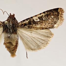  Peridroma cinctipennis , adult female